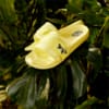Image PUMA Chinelo Neymar Jr Leadcat 2.0 CLBR Y #7